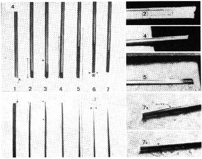 8fig-4s.jpg (43837 bytes)