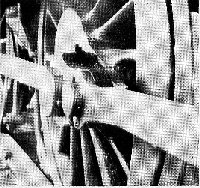 photo-4s.jpg (20033 bytes)